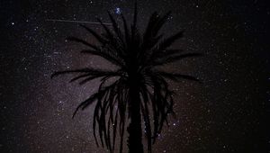 Preview wallpaper palm tree, silhouette, starry sky, night