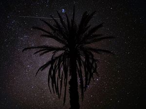 Preview wallpaper palm tree, silhouette, starry sky, night