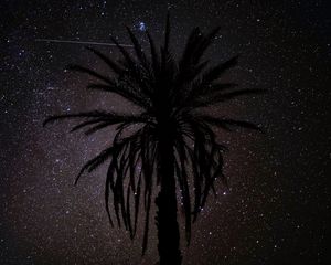 Preview wallpaper palm tree, silhouette, starry sky, night