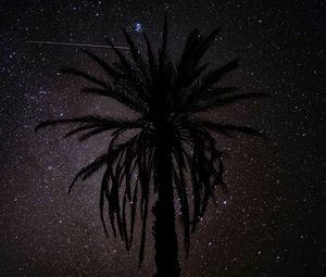 Preview wallpaper palm tree, silhouette, starry sky, night