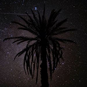 Preview wallpaper palm tree, silhouette, starry sky, night