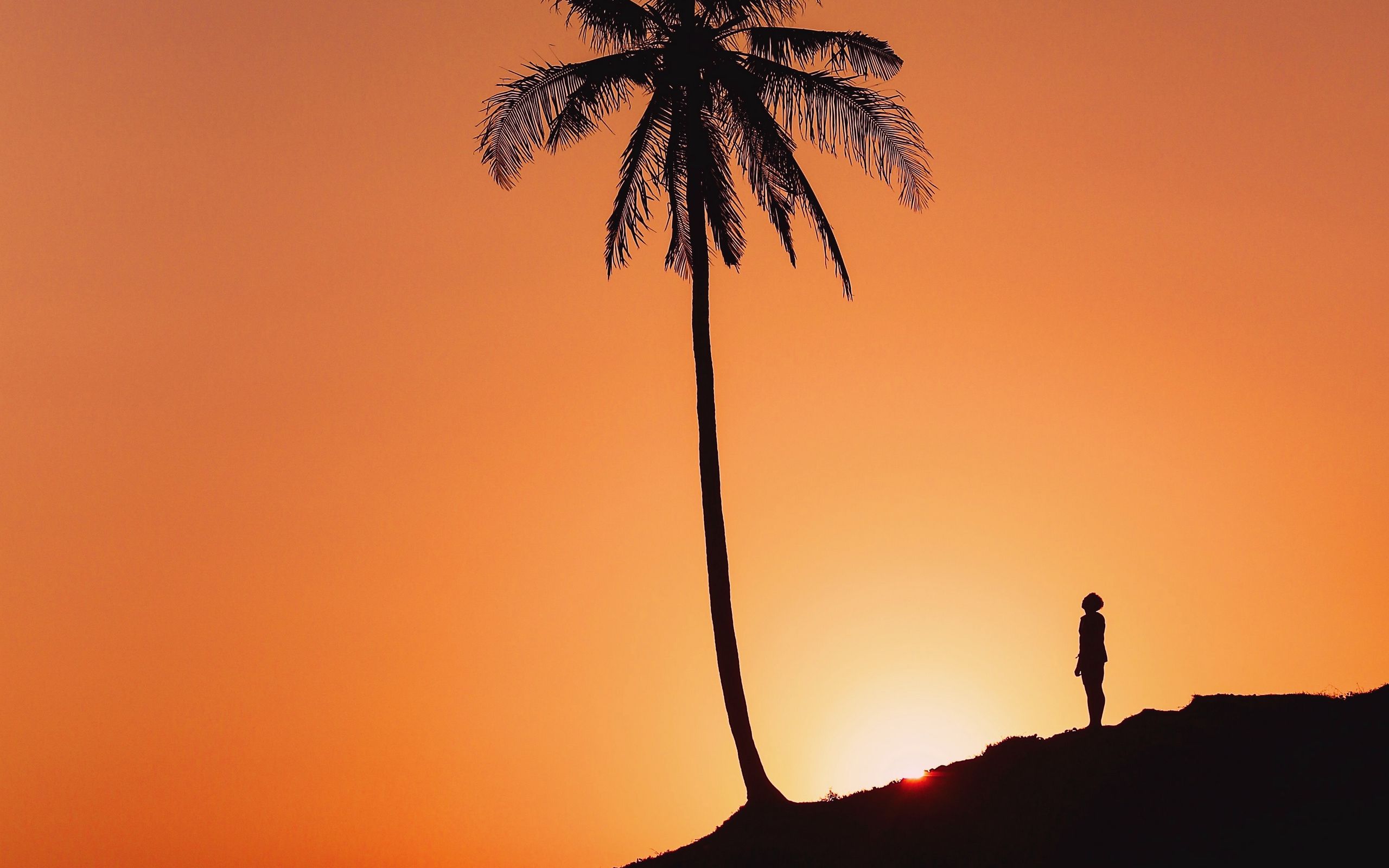 Download wallpaper 2560x1600 palm tree, silhouette, sunset, hill, dark