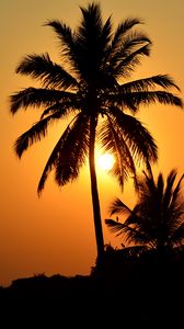 Preview wallpaper palm tree, silhouette, sunset, dark