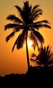 Preview wallpaper palm tree, silhouette, sunset, dark