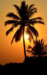 Preview wallpaper palm tree, silhouette, sunset, dark