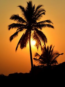 Preview wallpaper palm tree, silhouette, sunset, dark