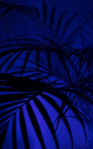 Preview wallpaper palm tree, silhouettes, leaves, branches