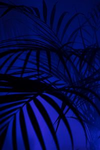 Preview wallpaper palm tree, silhouettes, leaves, branches