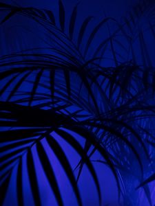 Preview wallpaper palm tree, silhouettes, leaves, branches