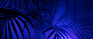 Preview wallpaper palm tree, silhouettes, leaves, branches