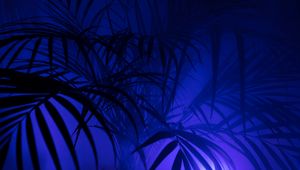 Preview wallpaper palm tree, silhouettes, leaves, branches