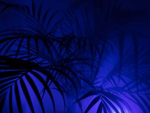 Preview wallpaper palm tree, silhouettes, leaves, branches