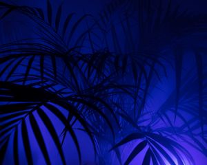 Preview wallpaper palm tree, silhouettes, leaves, branches