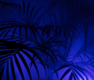 Preview wallpaper palm tree, silhouettes, leaves, branches