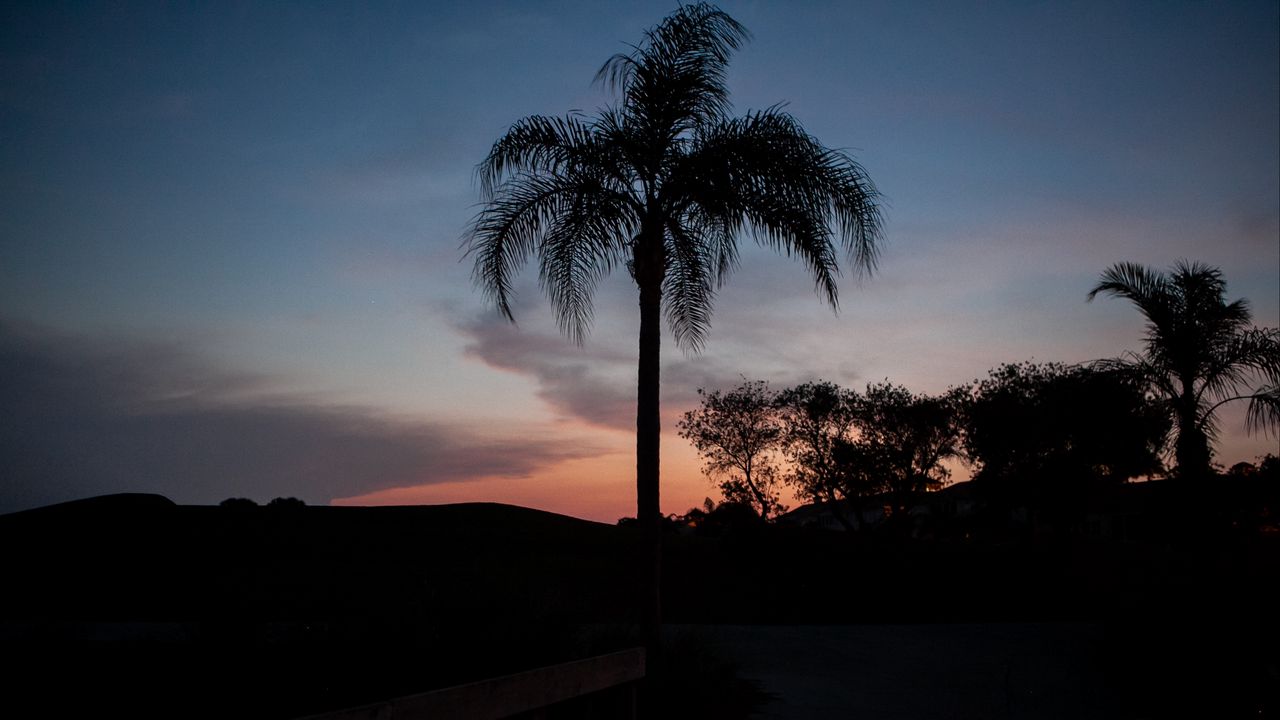 Wallpaper palm tree, silhouettes, trees, twilight, dark