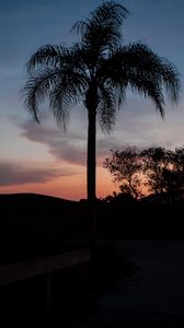 Preview wallpaper palm tree, silhouettes, trees, twilight, dark