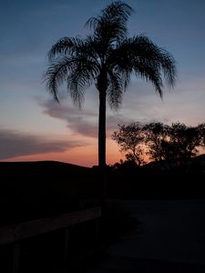 Preview wallpaper palm tree, silhouettes, trees, twilight, dark