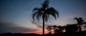 Preview wallpaper palm tree, silhouettes, trees, twilight, dark