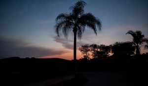 Preview wallpaper palm tree, silhouettes, trees, twilight, dark