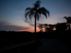 Preview wallpaper palm tree, silhouettes, trees, twilight, dark