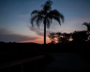 Preview wallpaper palm tree, silhouettes, trees, twilight, dark