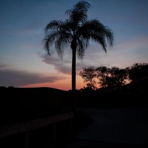 Preview wallpaper palm tree, silhouettes, trees, twilight, dark