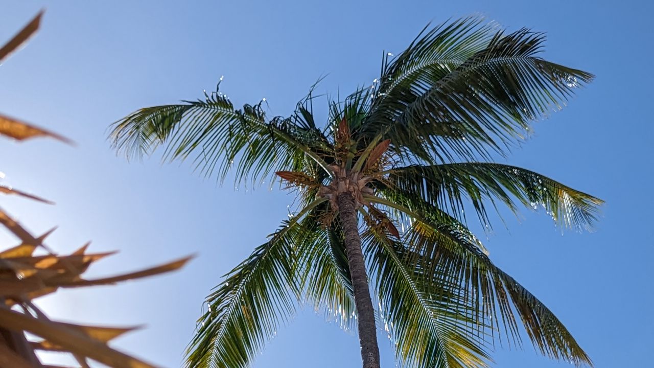 Wallpaper palm, tree, sky, nature, tropics