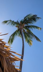 Preview wallpaper palm, tree, sky, nature, tropics