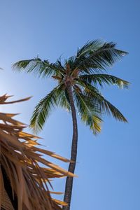 Preview wallpaper palm, tree, sky, nature, tropics