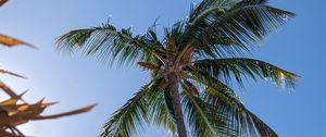 Preview wallpaper palm, tree, sky, nature, tropics