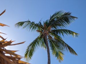 Preview wallpaper palm, tree, sky, nature, tropics