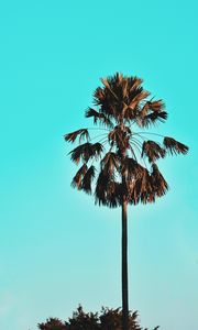 Preview wallpaper palm, tree, sky, tropics, blue