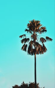 Preview wallpaper palm, tree, sky, tropics, blue