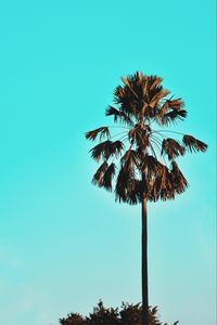 Preview wallpaper palm, tree, sky, tropics, blue