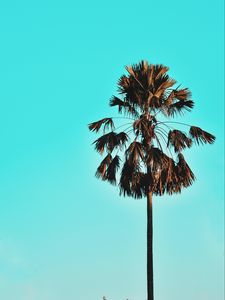 Preview wallpaper palm, tree, sky, tropics, blue