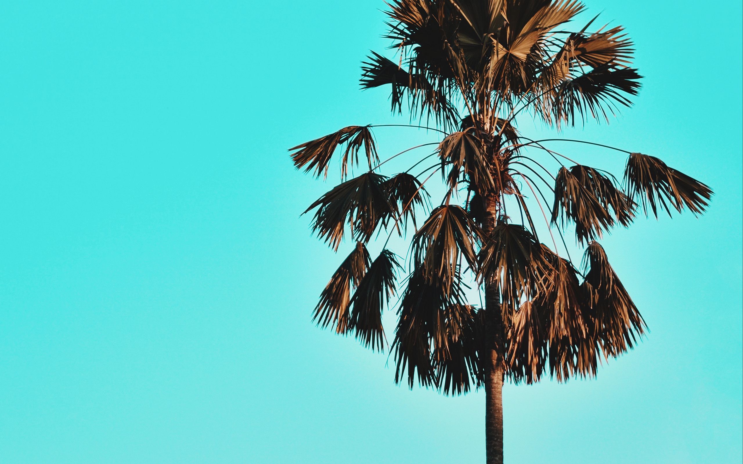 Download wallpaper 2560x1600 palm, tree, sky, tropics, blue widescreen