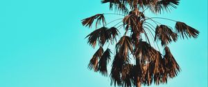 Preview wallpaper palm, tree, sky, tropics, blue