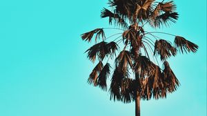 Preview wallpaper palm, tree, sky, tropics, blue