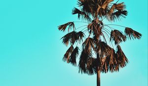 Preview wallpaper palm, tree, sky, tropics, blue