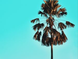 Preview wallpaper palm, tree, sky, tropics, blue