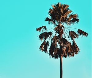 Preview wallpaper palm, tree, sky, tropics, blue