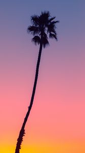 Preview wallpaper palm, tree, sky, dusk, dark