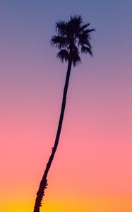 Preview wallpaper palm, tree, sky, dusk, dark