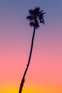 Preview wallpaper palm, tree, sky, dusk, dark