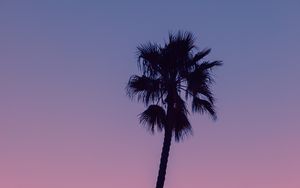 Preview wallpaper palm, tree, sky, dusk, dark