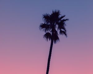 Preview wallpaper palm, tree, sky, dusk, dark