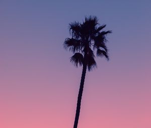 Preview wallpaper palm, tree, sky, dusk, dark