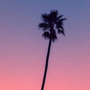 Preview wallpaper palm, tree, sky, dusk, dark