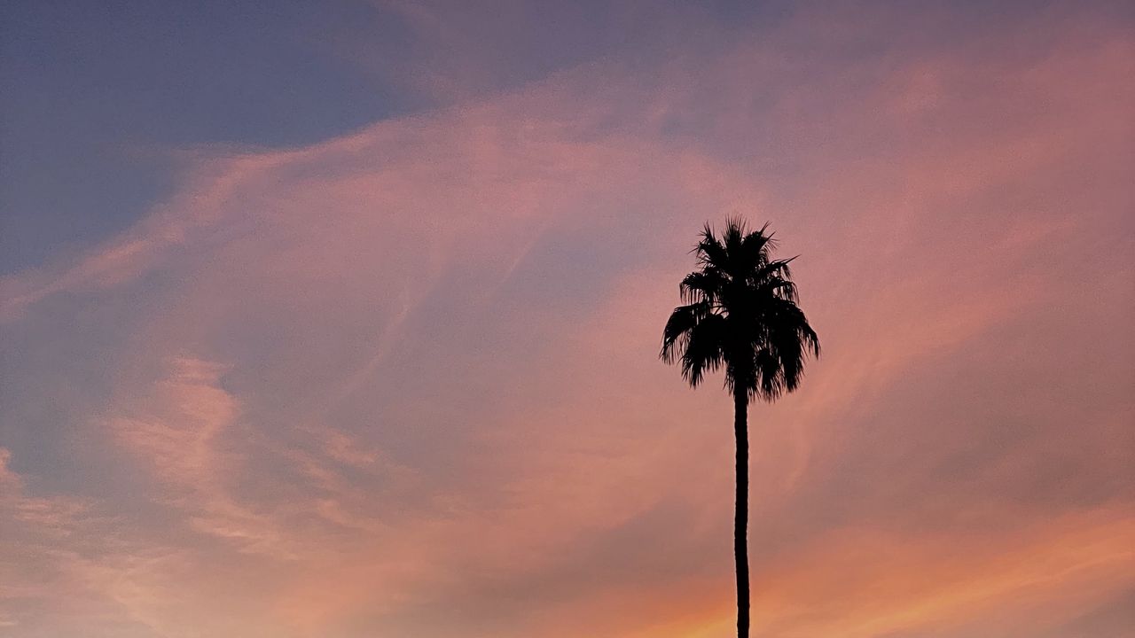 Wallpaper palm, tree, sky, clouds, nature