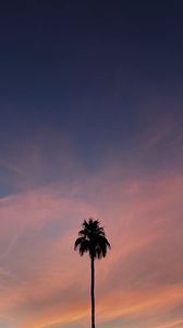 Preview wallpaper palm, tree, sky, clouds, nature